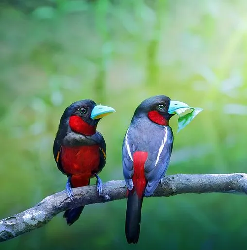 Pajarillos de colores en la selva - Color birds | Banco de Imagenes Pajarillos de colores en la selva - Color birds | Banco de Imagenes