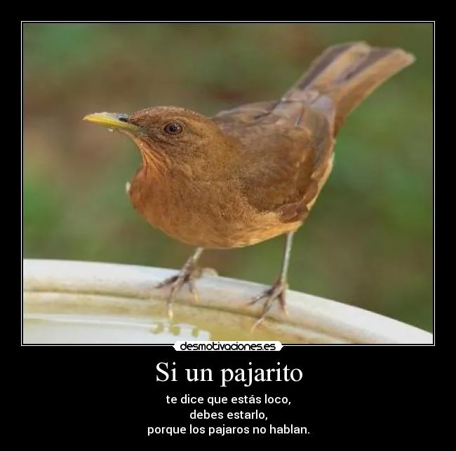 Si un pajarito | Desmotivaciones