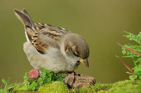 Pajarito tierno | Fotos especiales | Pinterest