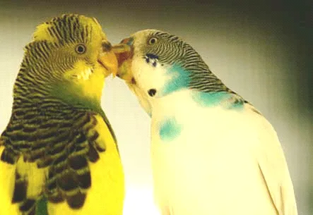 PAJARITOS BESANDOSE - Imagui