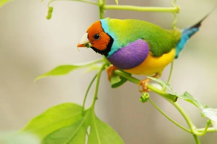 Los pajaritos que cantan igual: Un montón de pajaritos de colores Los pajaritos que cantan igual: Un montón de pajaritos de colores