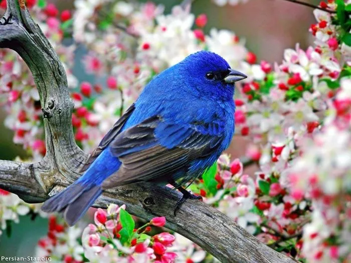 Los pajaritos que cantan igual: Un montón de pajaritos de colores Los pajaritos que cantan igual: Un montón de pajaritos de colores