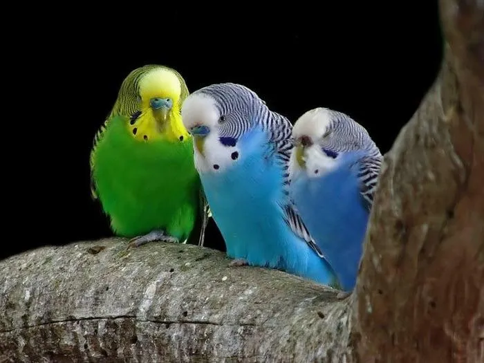 Los pajaritos que cantan igual: Un montón de pajaritos de colores Los pajaritos que cantan igual: Un montón de pajaritos de colores