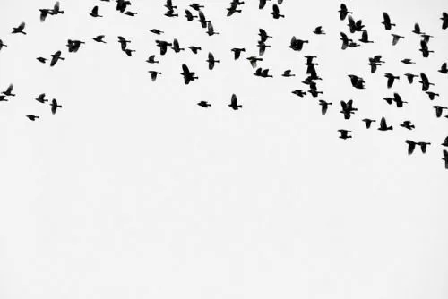 Silueta de pajaros volando tumblr - Imagui