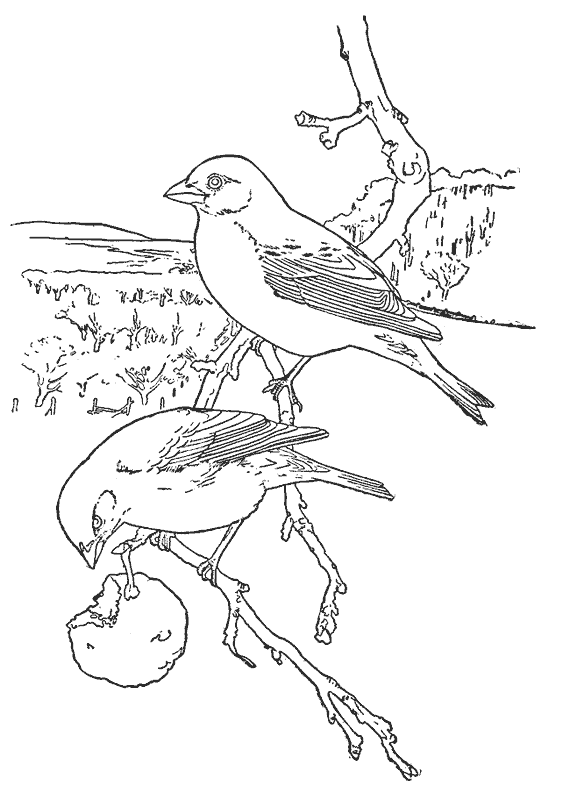 Imágenes del turpial para colorear - Imagui