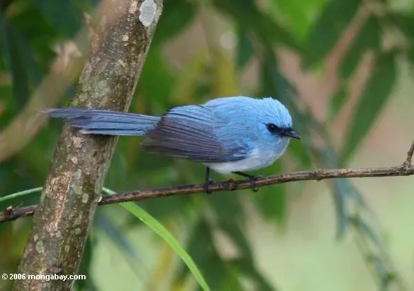 EL PAJARO AZUL | ACTUALIDAD MUSICA Y POEMAS EL PAJARO AZUL | ACTUALIDAD MUSICA Y POEMAS