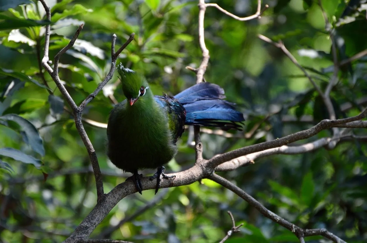 Pajaro | Flickr - Photo Sharing!