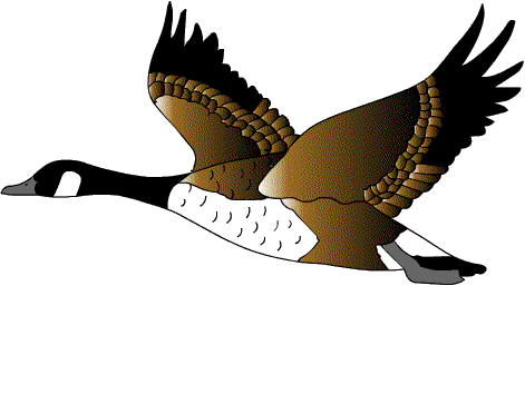 Pájaro | Gifs animados