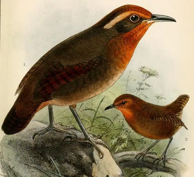 El pájaro que inventó la música de Bach - ABC.es El pájaro que inventó la música de Bach - ABC.es