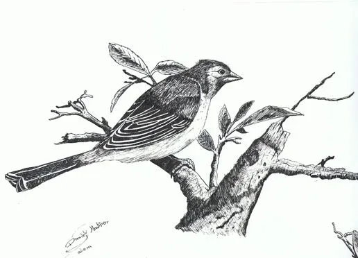 Pajaro a lapiz - Imagui