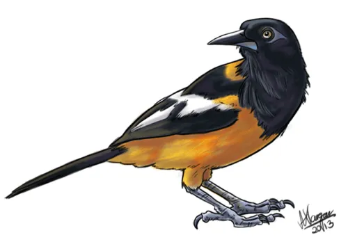 Dibujos para colorear del ave turpial - Imagui Dibujos para colorear del ave turpial - Imagui