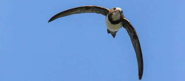 Un pájaro vuela seis meses sin parar