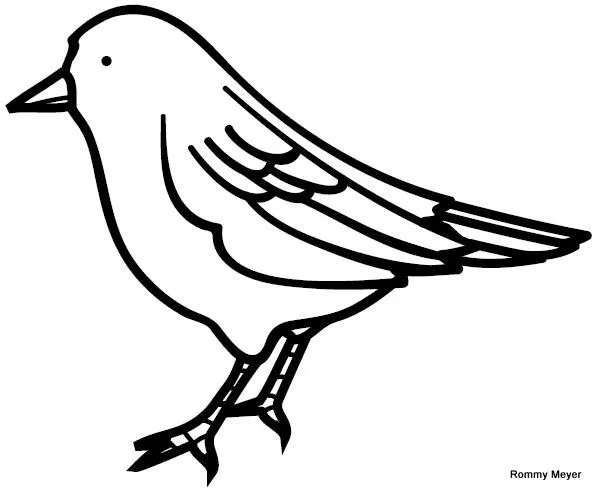 pajaro | Wchaverri's Blog