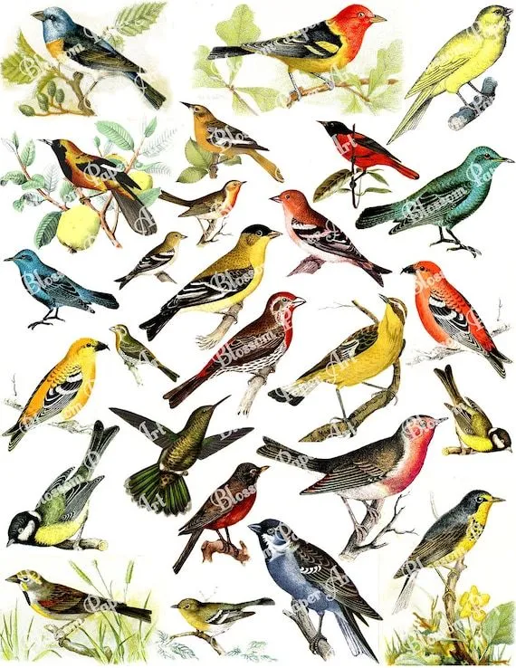 Pajaros Aves Ilustraciones para Decoupage por blossompaperart Pajaros Aves Ilustraciones para Decoupage por blossompaperart