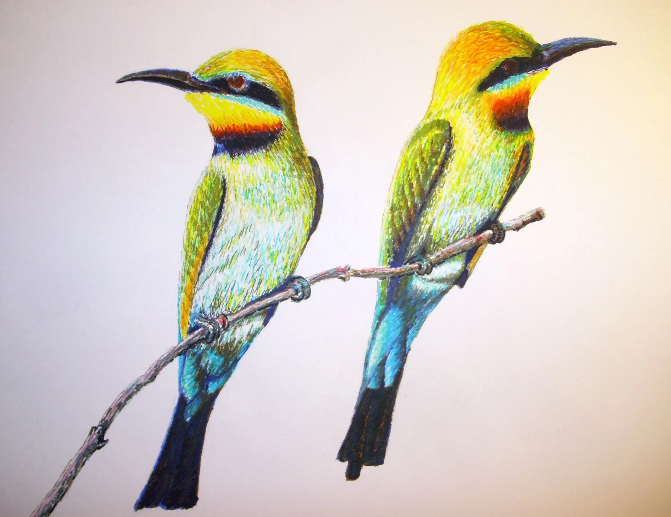 Pájaros | Retratos y dibujos personalizados Pájaros | Retratos y dibujos personalizados
