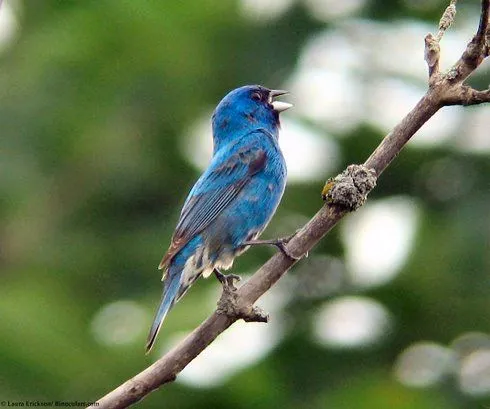 Pájaros de Cuenta: Cantando.