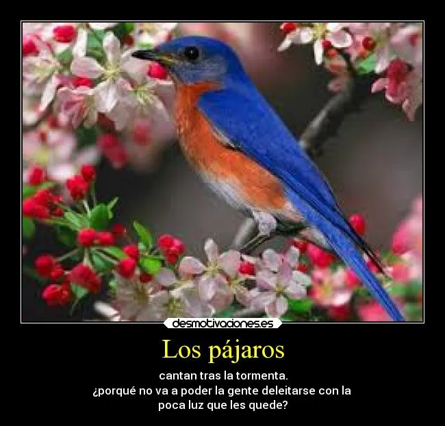 Los pájaros | Desmotivaciones