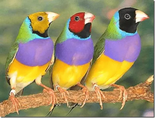 Los pájaros no tienen dientes – Gloria Fuertes | En Clave de Niños Los pájaros no tienen dientes – Gloria Fuertes | En Clave de Niños