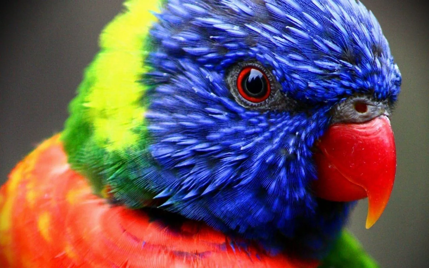 Pájaros exóticos para el ordenador :: Imágenes y fotos Pájaros exóticos para el ordenador :: Imágenes y fotos