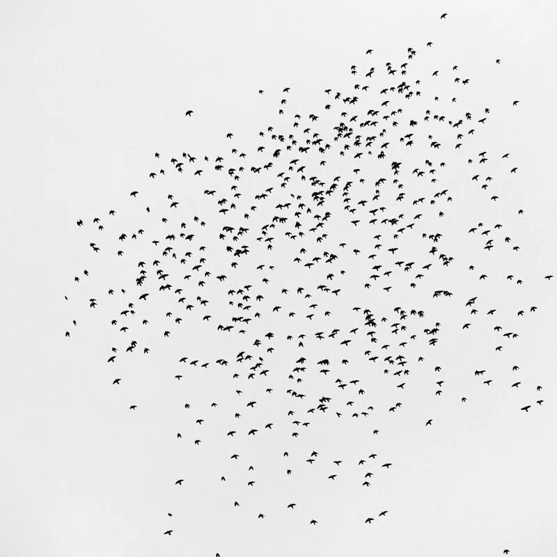 Los Pajaros ó puntos negros sobre fondo blanco - Fauna y Flora ... Los Pajaros ó puntos negros sobre fondo blanco - Fauna y Flora ...