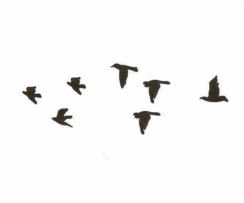pajaros on Tumblr