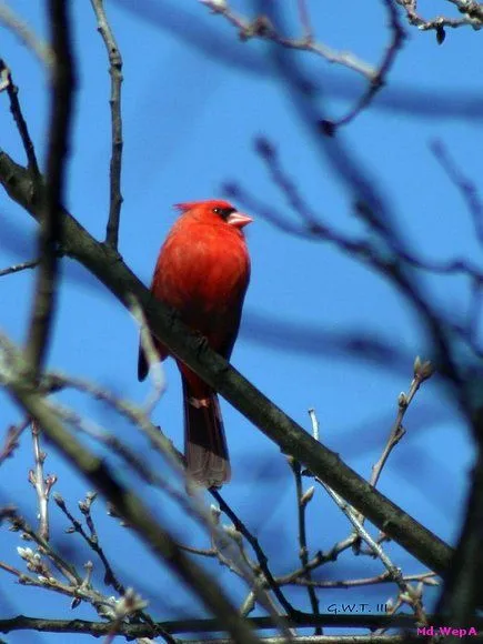 PájAroS RoJoS - SSShhuuuu!! O_o mejor decirlO en ImáGEneS