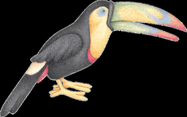 pajaros de la selva para imprimir-Imagenes y dibujos para imprimir pajaros de la selva para imprimir-Imagenes y dibujos para imprimir