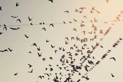 Dibujos de pajaros volando tumblr - Imagui