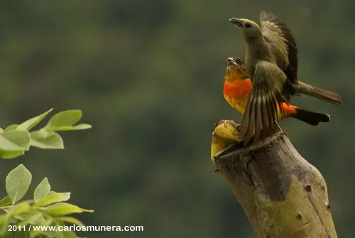 Pájaros de zonas cafeteras – Amagá rural | The Coffeenton Post