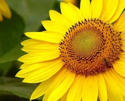 La Palabra del Día: el girasol | SpanishDict Answers La Palabra del Día: el girasol | SpanishDict Answers