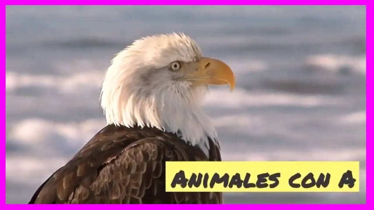 Palabras con A ✈️ (Animales, Colores, Cosas, Paises, Frutas, y más) Palabras con A ✈️ (Animales, Colores, Cosas, Paises, Frutas, y más)