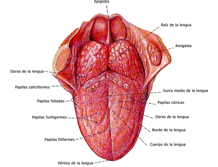Las palabras del silencio: La lengua: el músculo más fuerte de ... Las palabras del silencio: La lengua: el músculo más fuerte de ...