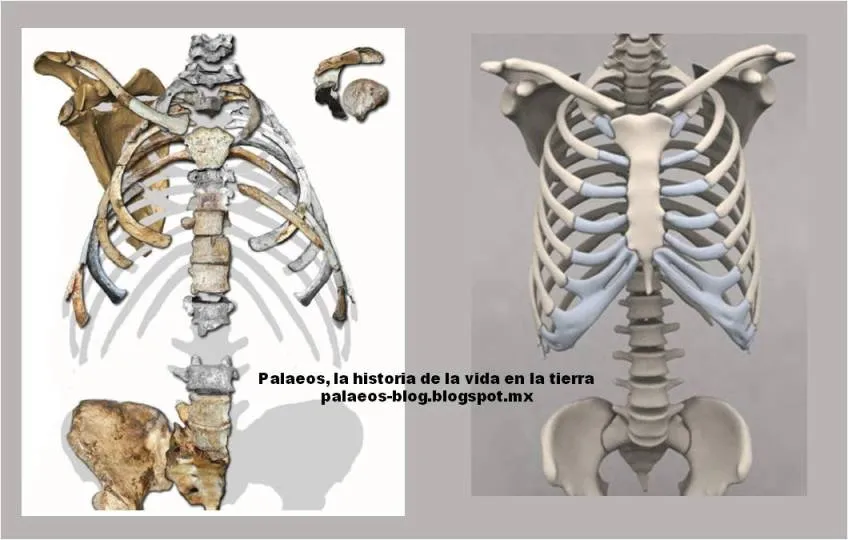 Palaeos, la historia de la Vida en la Tierra: abril 2013 Palaeos, la historia de la Vida en la Tierra: abril 2013