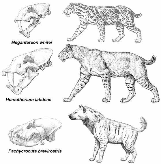 Paleontología de Orce