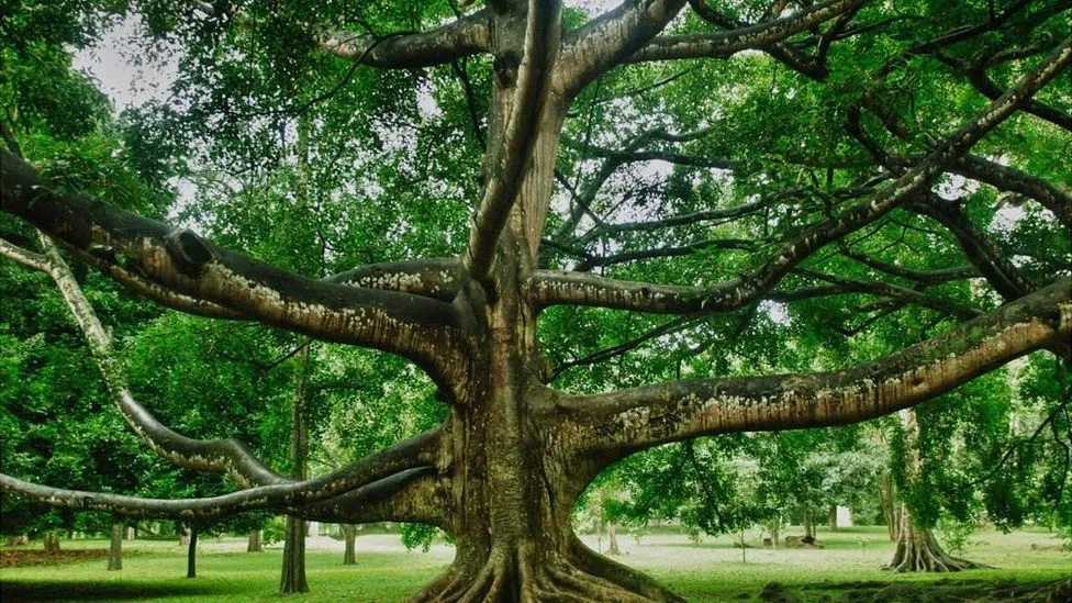 Por qué la palma de cera, el árbol nacional de Colombia, podría estar a  punto de extinguirse (y la mayoría de los colombianos no lo sabe) - BBC  News Mundo
