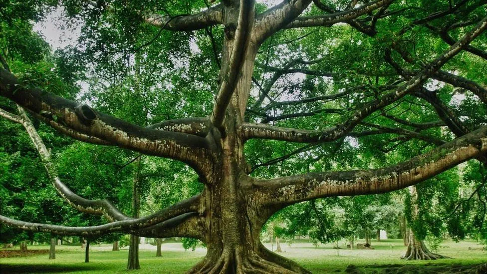 Por qué la palma de cera, el árbol nacional de Colombia, podría estar a punto de extinguirse (y la mayoría de los colombianos no lo sabe) - BBC News Mundo Por qué la palma de cera, el árbol nacional de Colombia, podría estar a punto de extinguirse (y la mayoría de los colombianos no lo sabe) - BBC News Mundo