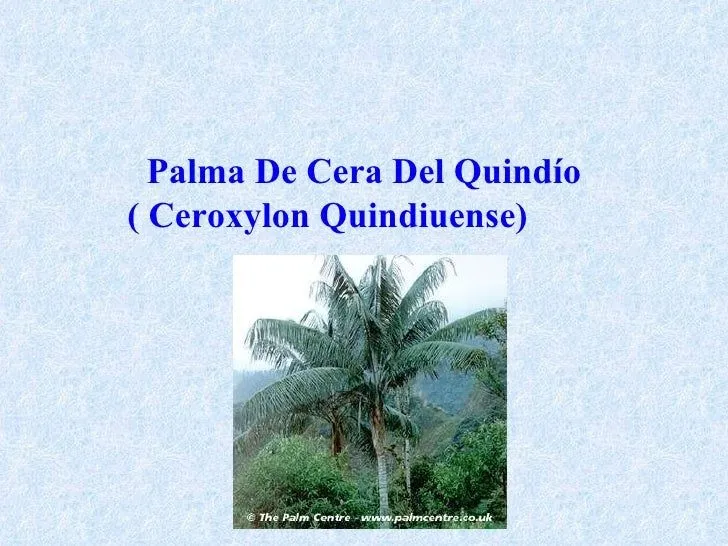 Palma De Cera Del Quindio