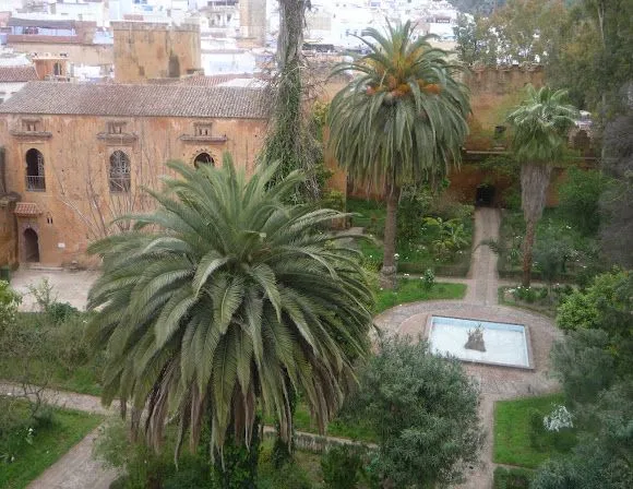 Palma datilera o palmera real | Project Noah Palma datilera o palmera real | Project Noah