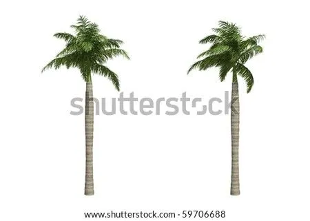 Palma Real Stock Photos, Images, &amp; Pictures | Shutterstock