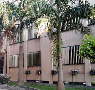 Palmera real, Chaguaramo cubano, Palmera real cubana, Asahí ... Palmera real, Chaguaramo cubano, Palmera real cubana, Asahí ...