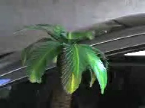 palmera - YouTube