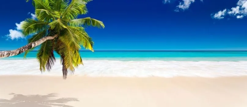 Palmera_playa_solitaria_ ...