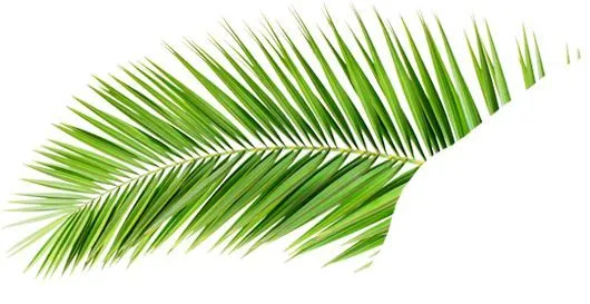 palmera.png (530×273) | v a p o r w a v e | Pinterest