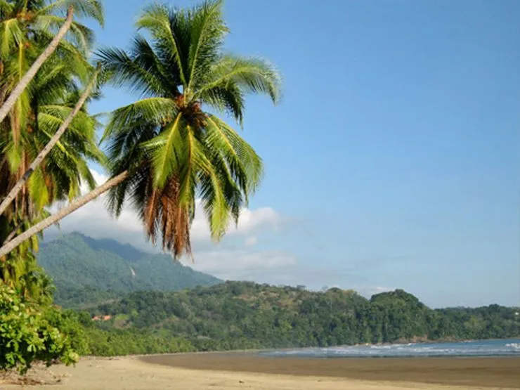Palmeras de cocos en Uvita - Foto - Go Visit Costa Rica