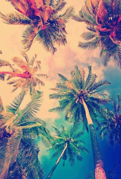 Palmeras in the beach | Wallpapers❤ | Pinterest Palmeras in the beach | Wallpapers❤ | Pinterest