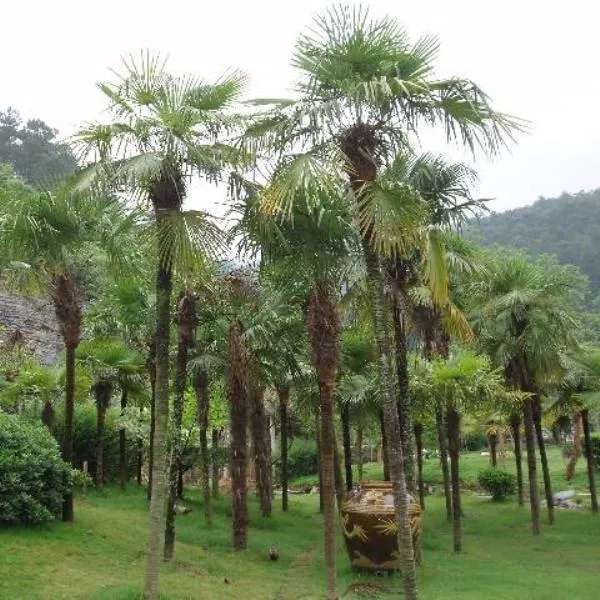 Palmeras resistentes al frío