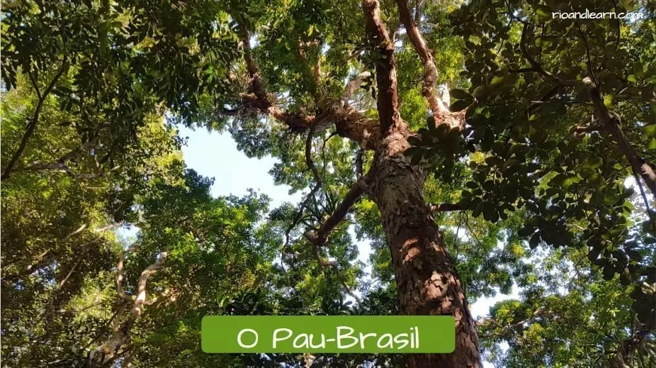 Palo Brasil - A Dica do Dia, Brasil en Portugués - Rio & Learn Palo Brasil - A Dica do Dia, Brasil en Portugués - Rio & Learn