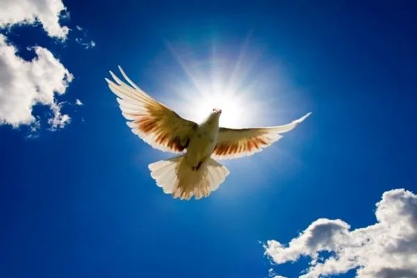 Una paloma blanca volando bajo un cielo azul (6241)