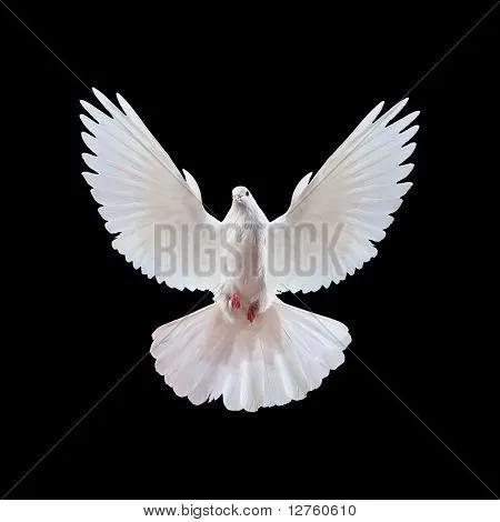 Una paloma blanca volando libre aislada sobre un fondo negro Fotos ... Una paloma blanca volando libre aislada sobre un fondo negro Fotos ...