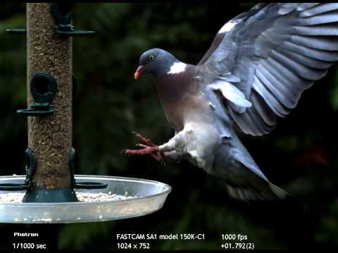 Paloma volando (cámara superlenta) | Animales en Video Paloma volando (cámara superlenta) | Animales en Video